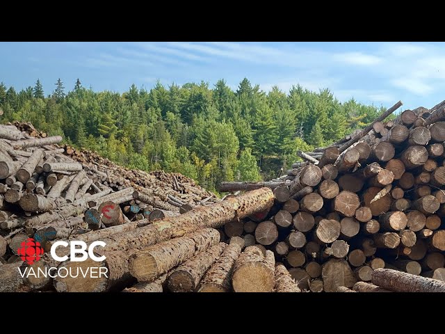 ⁣What are the biggest challenges B.C.'s forestry industry is facing today?