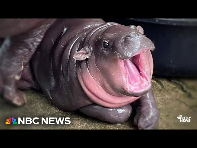 ⁣Baby pygmy hippo becomes worldwide internet sensation