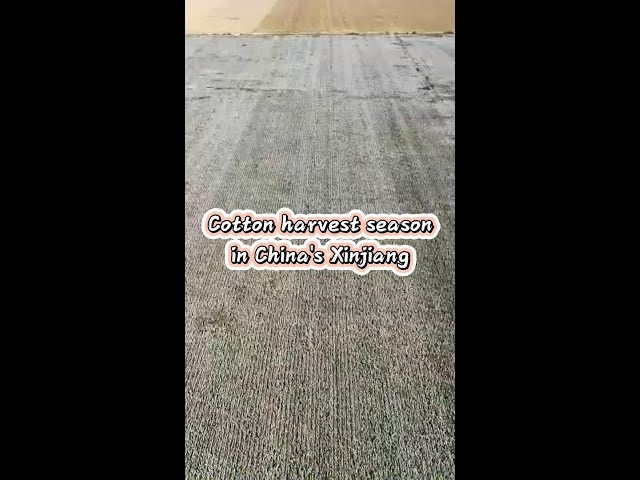 ⁣Cotton harvest season in China's Xinjiang