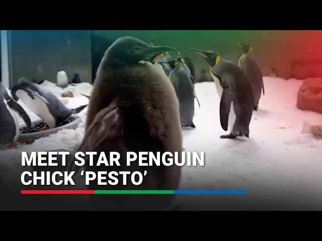 Baby king penguin breaks the internet, draws crowds | ABS-CBN News