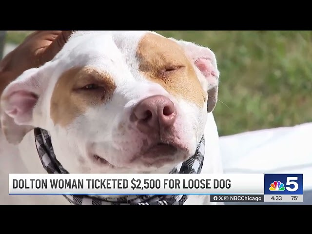 Dolton resident raises complaint over $2,500 ticket for loose dog