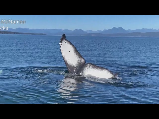 ⁣Video shows breathtaking humpback whale encounter in British Columbia