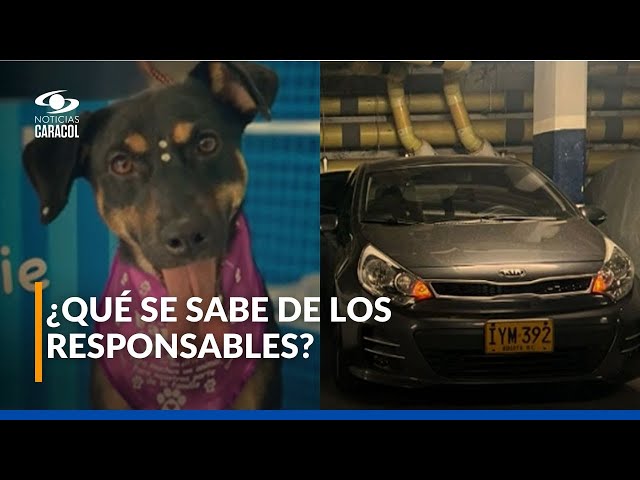 ⁣A hombre en Bogotá le robaron el carro y a su perrita