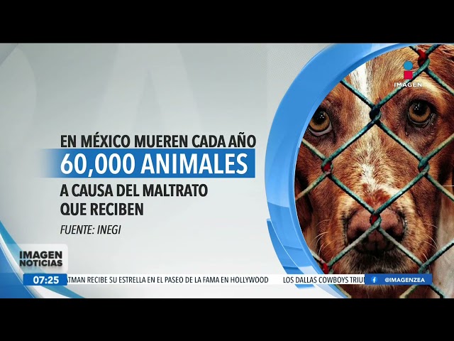 ⁣Maltrato animal: México ocupa el tercer lugar mundial | Noticias con Francisco Zea