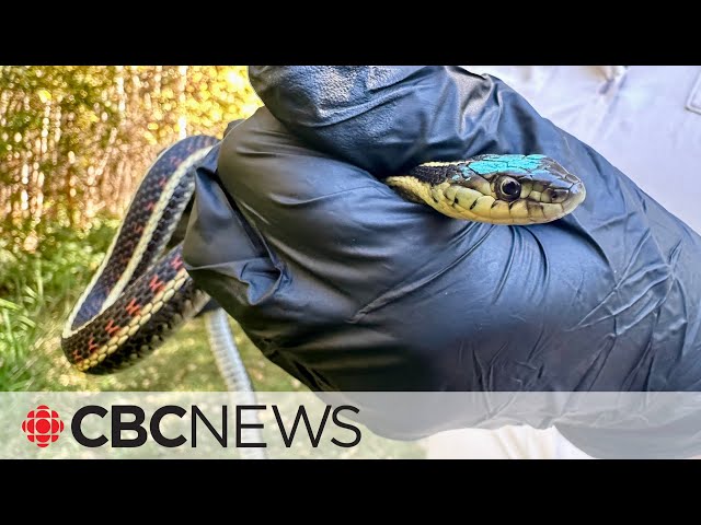 ⁣Wranglers round up at-risk garter snakes