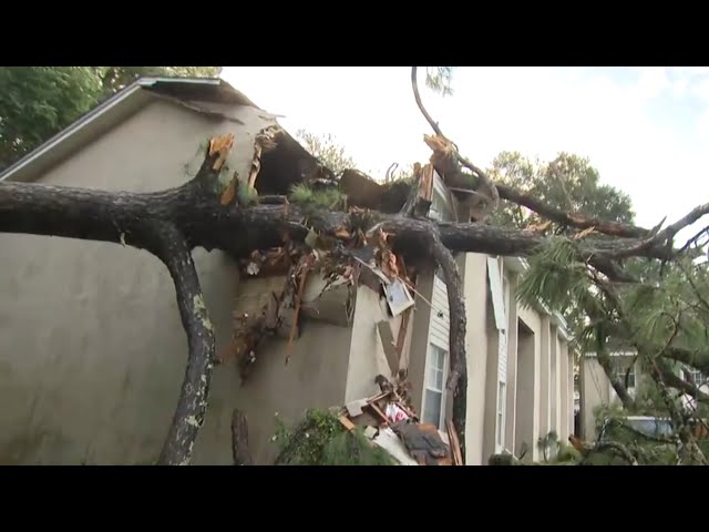 ⁣Fallen trees, downed power lines in Tallahassee after Helene makes landfall