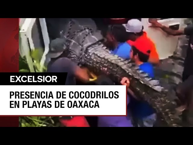 ⁣Alertan por la presencia de cocodrilos en playas de Oaxaca