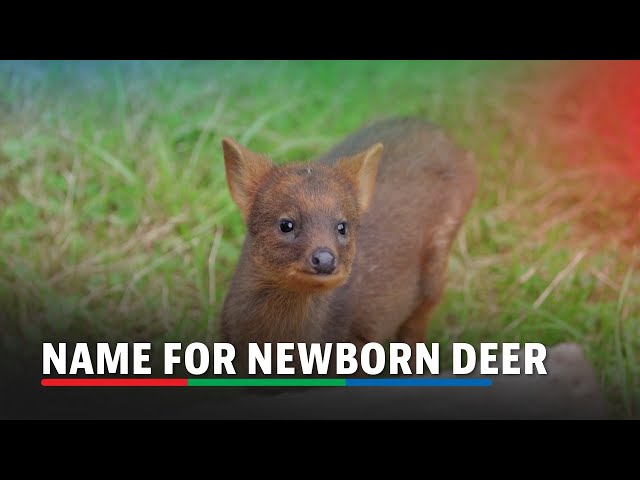 ⁣Polish zoo seeks name for newborn deer