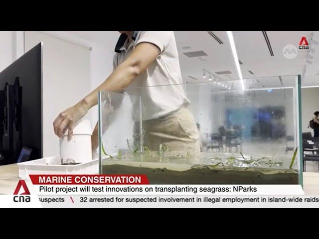 ⁣Singapore embarks on first seagrass restoration project; over 45% of meadows lost in five decades