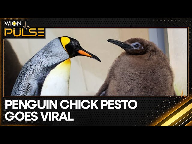 ⁣Giant Baby Penguin Pesto Breaks Social Media | WION Pulse