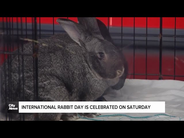 ⁣Int'l Rabbit Day is celebrated on September 28