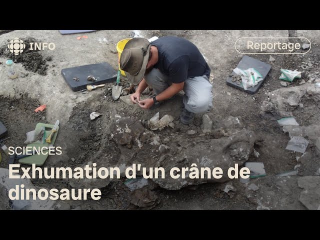 ⁣Des paléontologues exhument un crâne complet de dinosaure