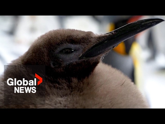 ⁣'Pesto' the chonky baby penguin becomes an internet sensation