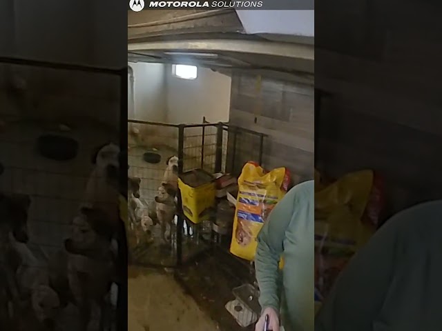 ⁣29 dogs, 7 cats found in Michigan house