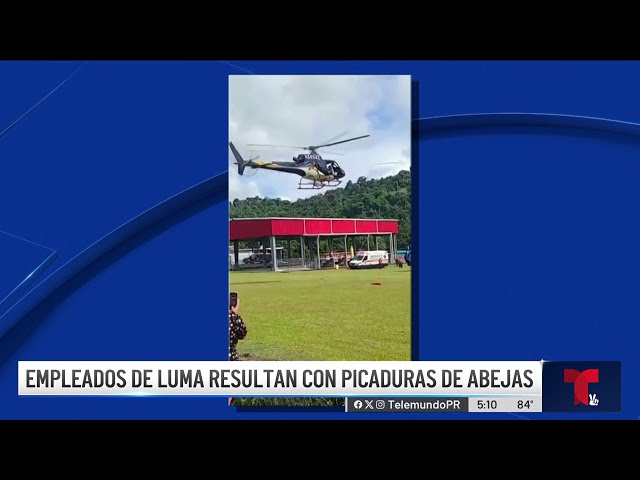 ⁣Empleado de LUMA muere tras ser atacado por abejas