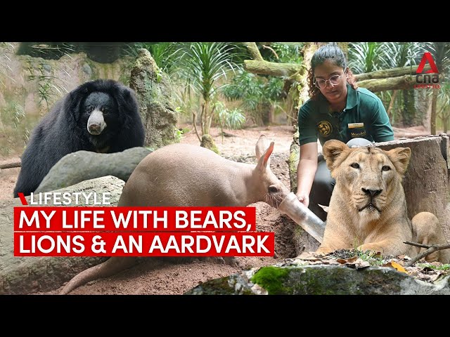 ⁣My life as a Night Safari zookeeper with lions, bears and a cute aardvark