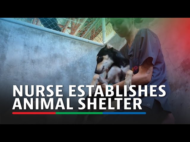 ⁣Nurse establishes animal shelter and transports strays from Guam and Saipan to adopters in the US