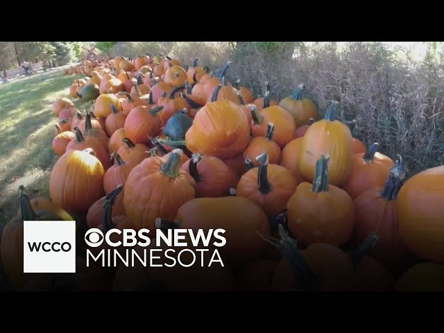 ⁣Dry September is a blessing for fall harvest, farmers say