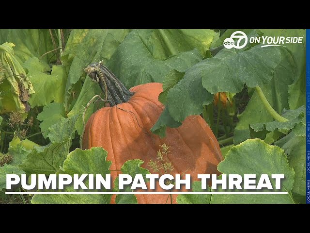 ⁣Pests threatening to destroy Arkansas' pumpkin crops before Halloween