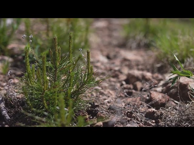 ⁣Burn scar of Cameron Peak Fire helping researchers understand the impact of climate change