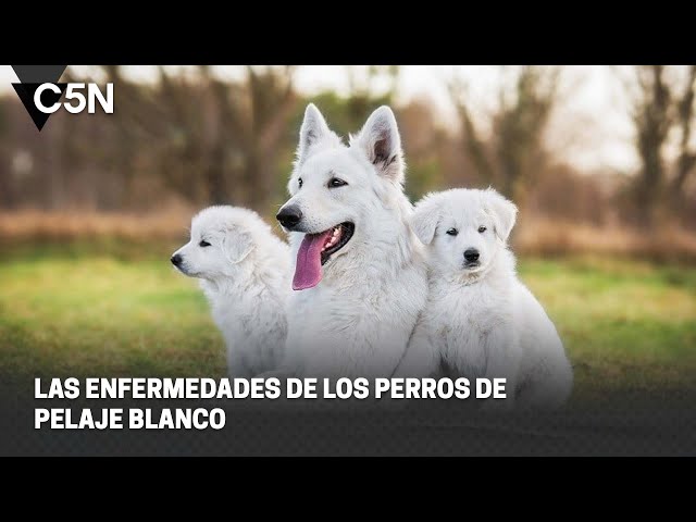 ⁣Las ENFERMEDADES de los PERROS de PELAJE BLANCO