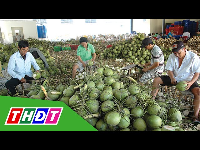 ⁣Trái dừa tươi Việt Nam sắp xuất khẩu vào Trung Quốc | THDT