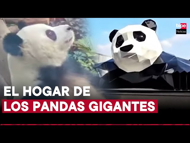 ⁣ Sichuan, la ciudad que cuida al oso panda  |  Un peruano en China  