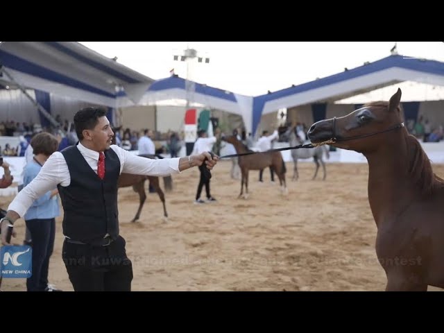 ⁣Egypt holds festival to showcase famed Arabian horses