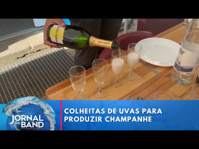 ⁣Setembro é mês de colheita de uvas para o champanhe | Jornal da Band