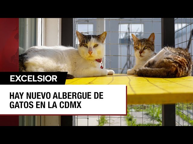 ⁣Michigan, el nuevo refugio de los gatos en adopción de la CDMX