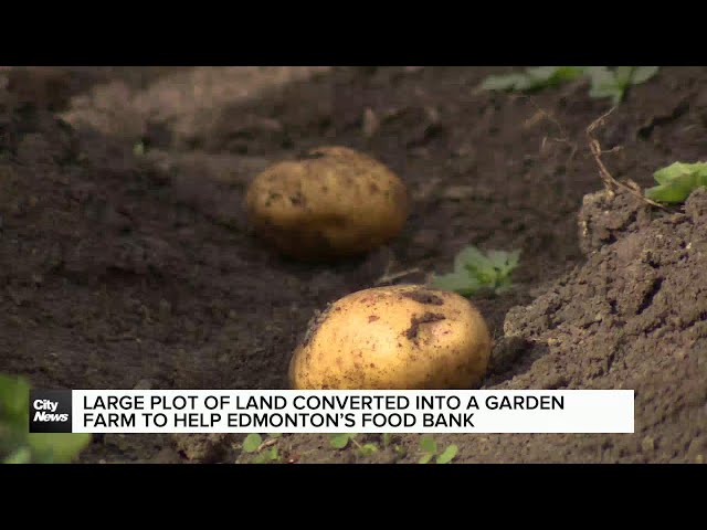 ⁣Large plot of land converted into a garden to help Edmonton’s Food Bank