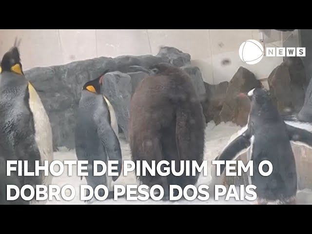 ⁣Filhote de pinguim tem o dobro do peso dos pais