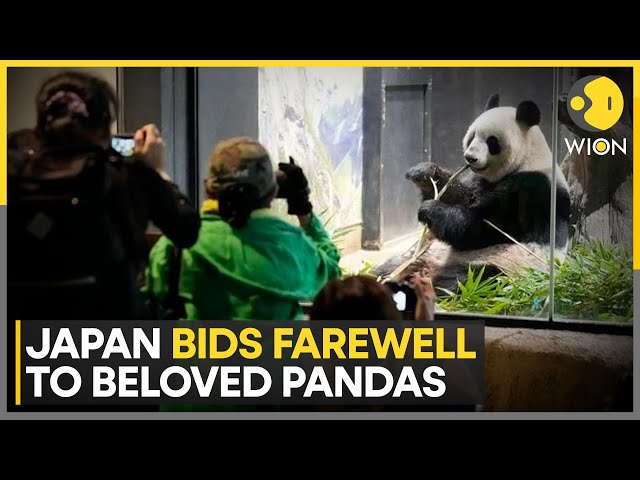 ⁣Japan bids farewell to their favourite pandas Shin Shin & Ri Ri before their return to China | W