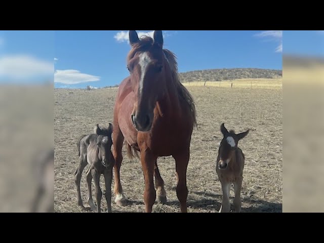 Rare twin colts born unexpectedly at Colorado horse rescue