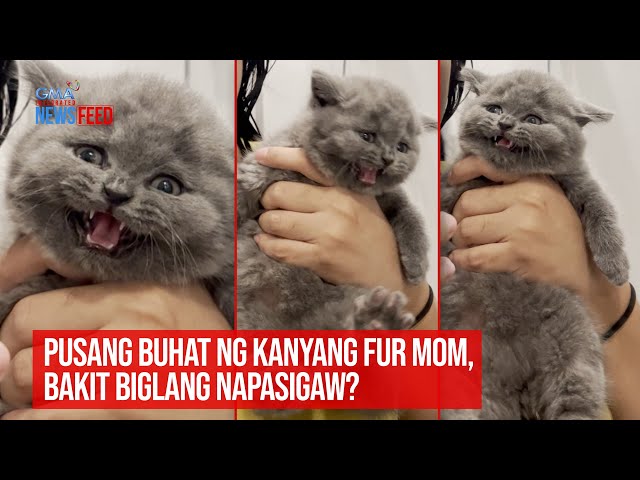 ⁣Pusang buhat ng kanyang fur mom, bakit biglang napasigaw? | GMA Integrated Newsfeed