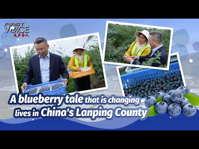 ⁣A blueberry tale that is changing lives in China's Lanping County