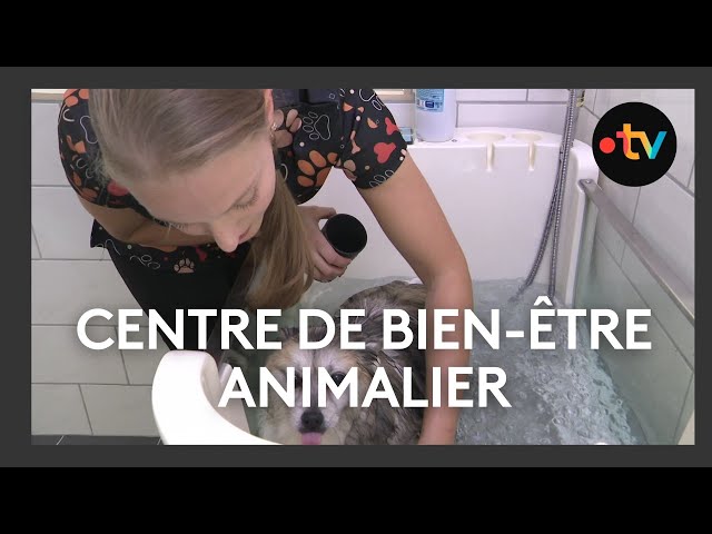 ⁣Le toilettage pour les animaux a le vent en poupe