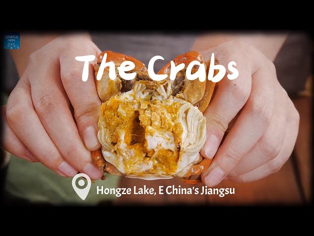 ⁣Popular crabs harvested in E China's Jiangsu