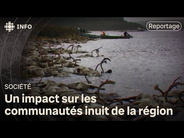 ⁣Il y a 40 ans, 10 000 caribous se noyaient dans la rivière Caniapiscau