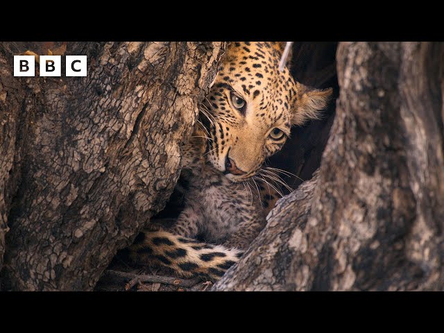 ⁣Male leopard kidnaps newborn cub - BBC