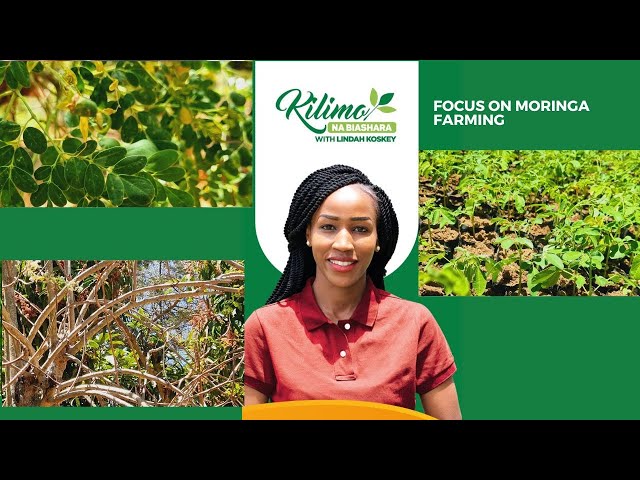 ⁣Focus On Moringa Farming | Kilimo na Biashara