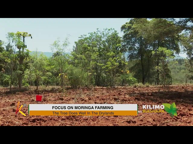 ⁣K24 TV LIVE | FOCUS ON MORINGA FARMING. #Kilimonabiashara