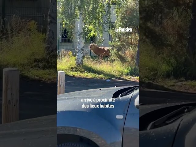 ⁣Un cerf traqué par un équipage de chasse à courre trouve refuge devant la gendarmerie de Senlis