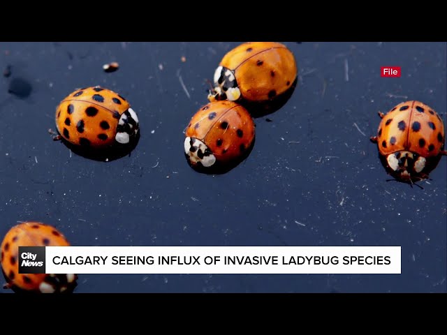 ⁣Influx of invasive species of ladybugs in Calgary draws some concern