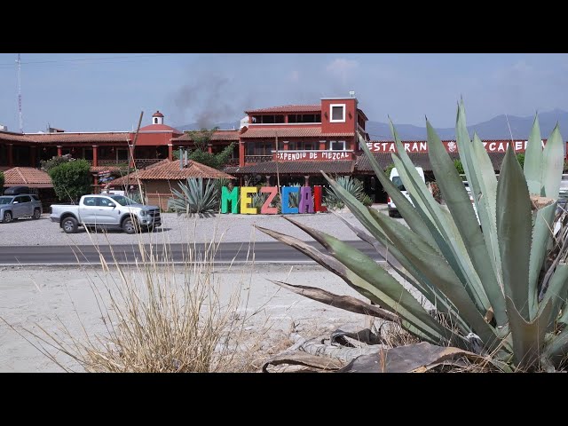 ⁣60 Minutes reports on mezcal in Mexico