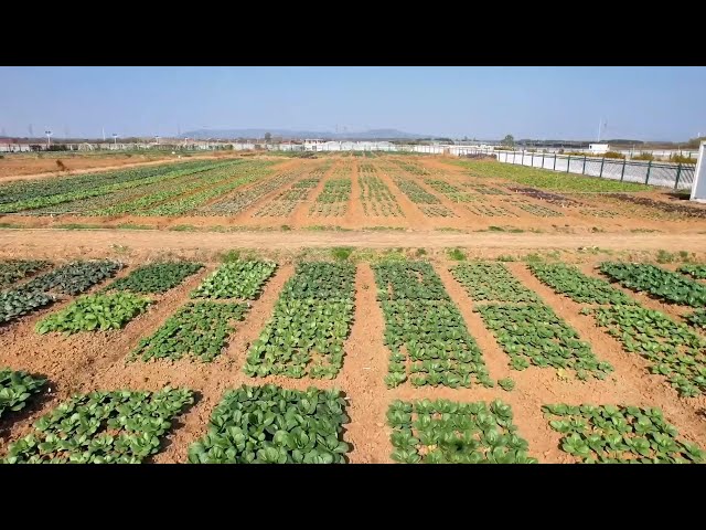 ⁣Pakistani expat learns growing Chinese cabbages in east China