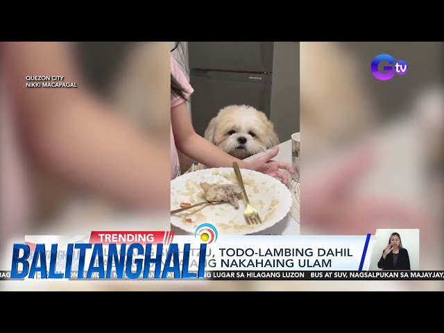 ⁣Alagang shih tzu, todo-lambing dahil paborito niya ang nakahaing ulam | Balitanghali