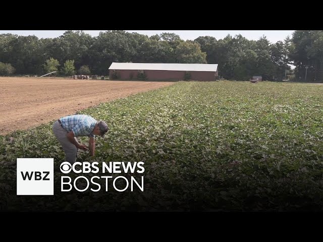 ⁣Farm 2 hours west of Boston is improving nutrition at city schools