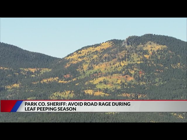 Fall leaf traffic leads to increased road rage