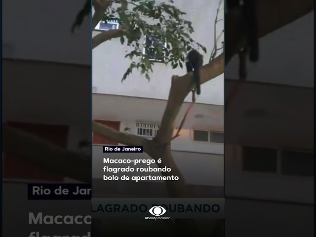 ⁣Macaco-prego é visto roubando bolo de apartamento no Rio de Janeiro #shorts